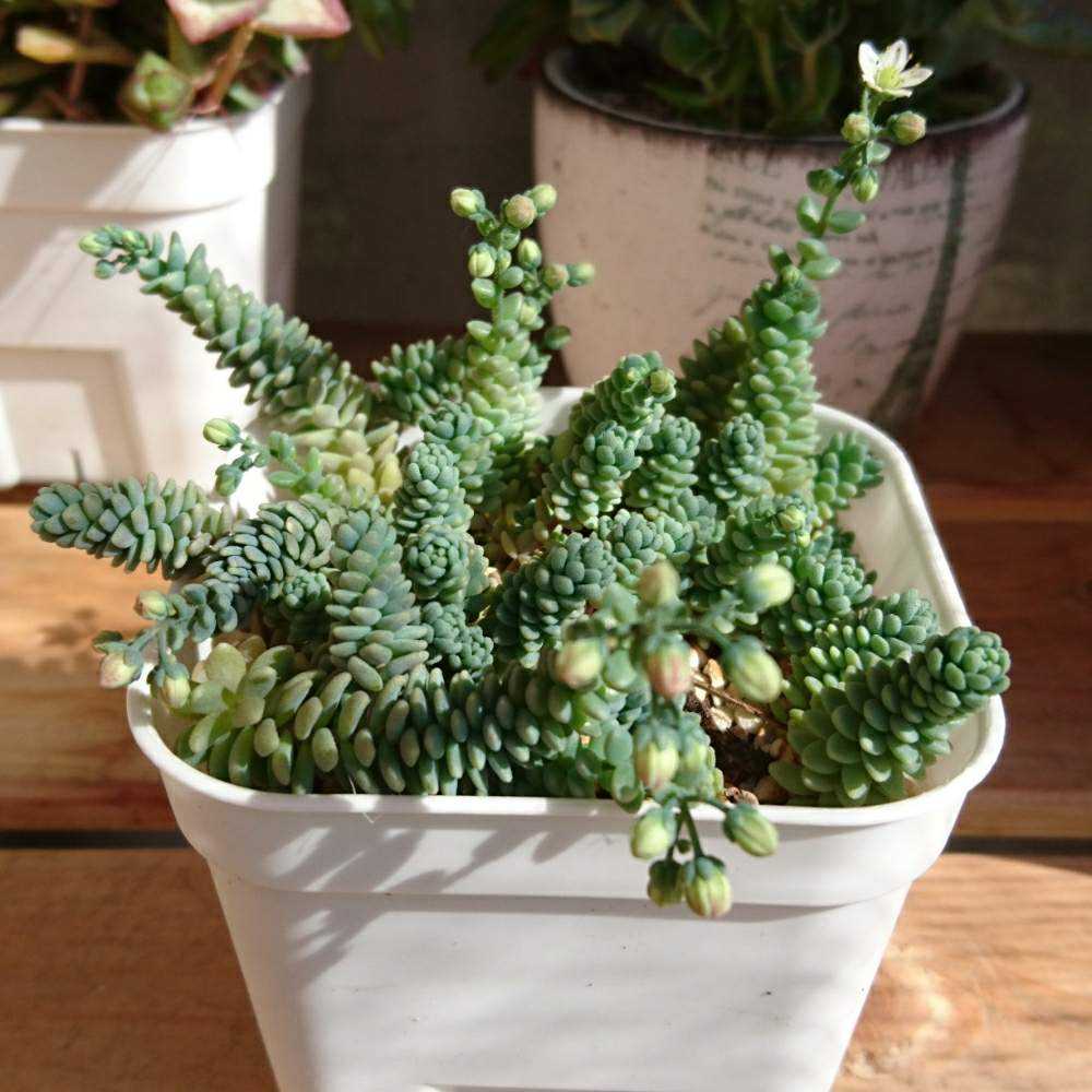 多肉植物　セダム　マジョール　25カット 128 マジョールの生長記録 Vol.1 2022.03.19結｜🍀GreenSnap（グリーン