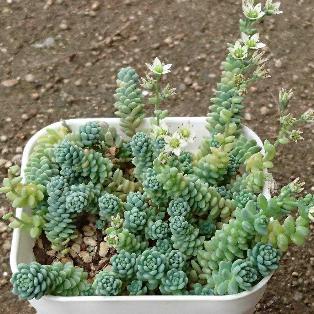 128 マジョールの生長記録 Vol.1 2022.03.19結｜🍀GreenSnap（グリーン