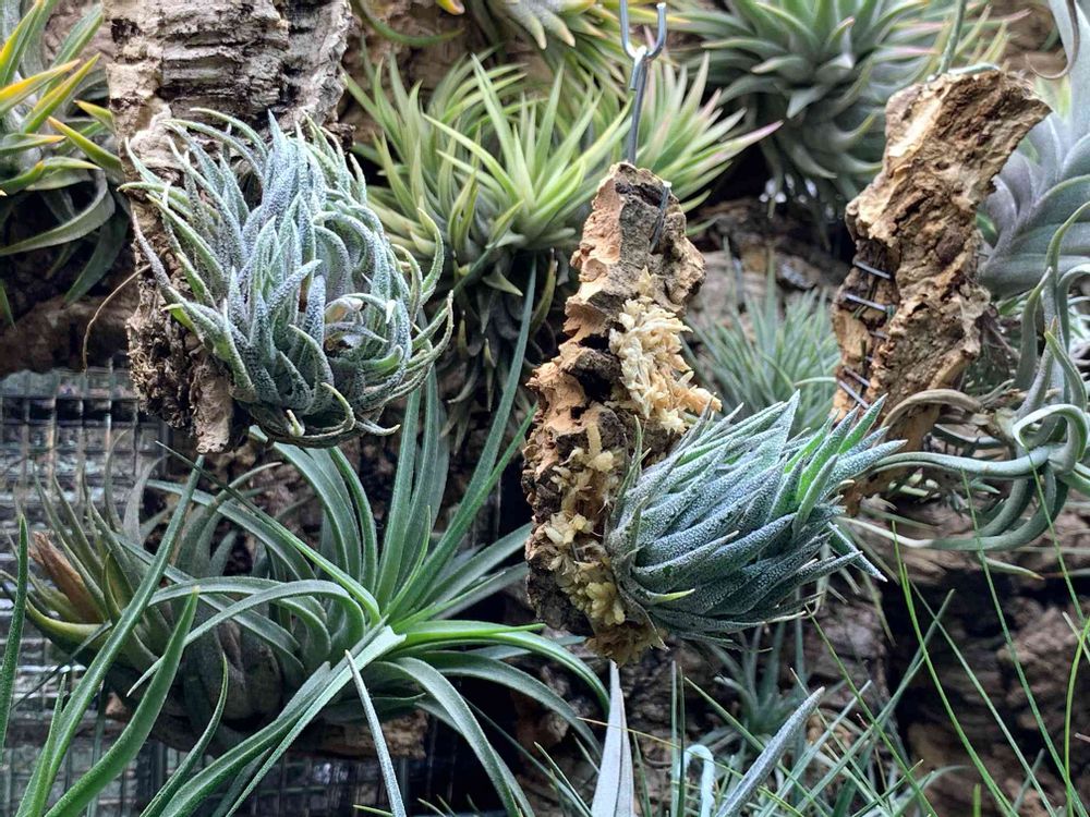 Tillandsia sprengeliana Coastal Form｜?GreenSnap（グリーンスナップ）