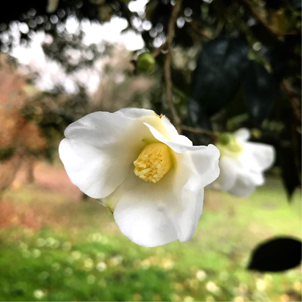 花のある暮らしの投稿画像 By Haruさん 白侘助と椿 ツバキと久留米つばき園と白い植物フォトコン 月1月7日 Greensnap グリーンスナップ