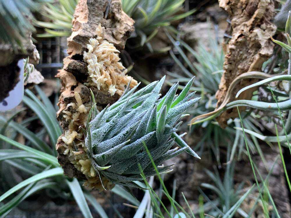 Tillandsia sprengeliana Coastal Form｜🍀GreenSnap（グリーンスナップ）