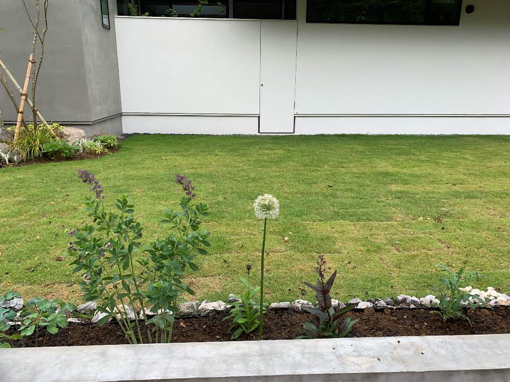 アリウム集まれ 成長記録 Greensnap グリーンスナップ