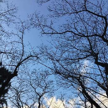 冬木立の画像 by NATSUasaさん | お出かけ先と 桜並木と相模川沿いと冬木立とさくら 桜 サクラと冬芽