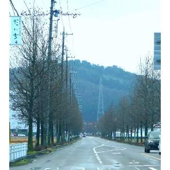 関市の画像 by toshi722さん | お出かけ先とモミジバフウと雨上がりと並木と冬空と関市と落葉と岐阜県