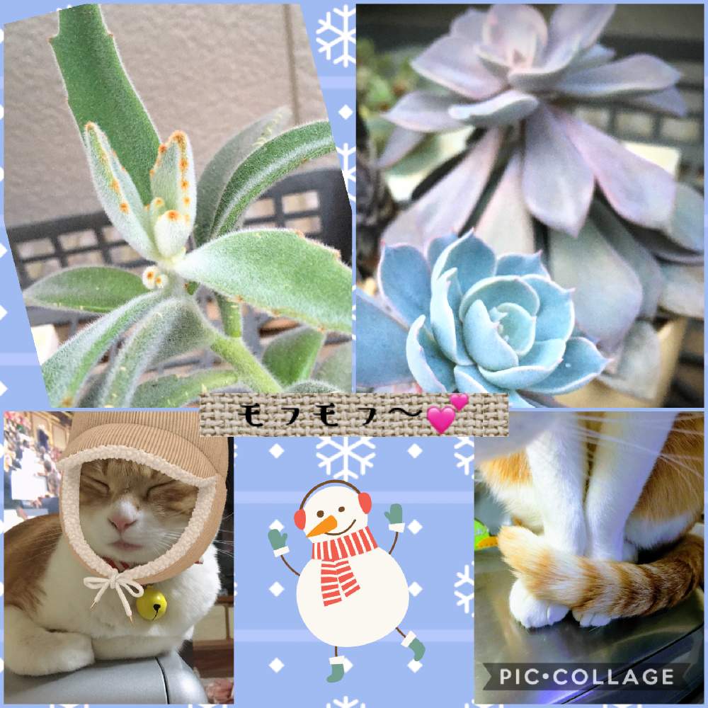 デビーの投稿画像 By ナミママさん サブセシリスとツキトジ とボーボー族とネコのいる暮らしとヒヤミカチ首里城 とネコ好きとひやみかち首里城 とネコと植物とネコと花のある暮らしとモフモフ 月1月8日 Greensnap グリーンスナップ