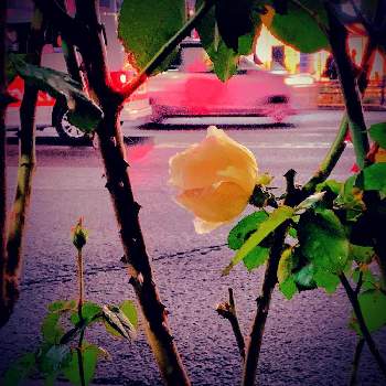 薔薇は憧れの画像 by サタティさん | 夜の散歩者と葉の色合いと薔薇は憧れと四条西院シリーズ