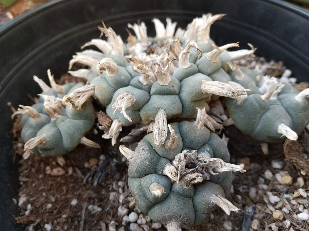 鳥羽玉の投稿画像 By Kuniondoさん ロフォフォラ 鳥羽玉とサボテン科とロフォフォラ属と我が家の温室とロホホラ 鳥羽玉と植中毒とロホホラと我が家の庭と珍奇植物とロフォフォラ 烏羽玉とロホホラ属 烏羽玉と洋風の庭 月1月8日 Greensnap グリーンスナップ