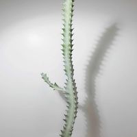 ユーフォルビア属,ユーフォルビア・ラクテア,ユーフォルビア ホワイトゴースト,多肉植物,観葉植物の画像