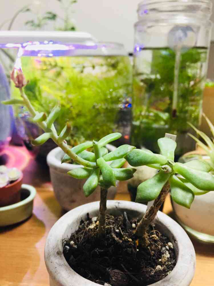 リトルビューティー✨2021/07/27更新｜🍀GreenSnap（グリーンスナップ）