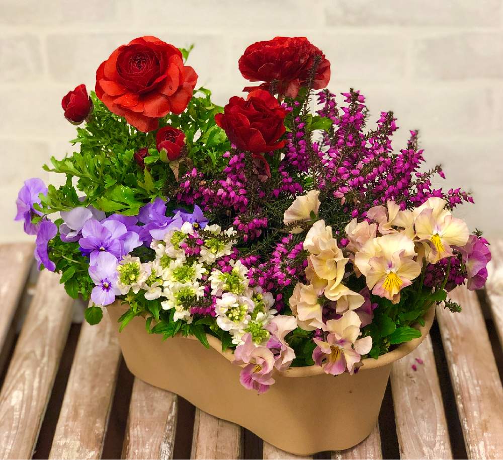 エリカの投稿画像 By Hiroyoshiさん ネメシアとラナンキュラスとパンジーとビオラと寄せ植えと可愛いと花のある暮らし 月1月8日 Greensnap グリーンスナップ