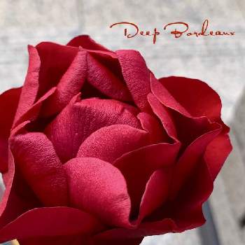 バラ ディープボルドーの画像 by のどかさん | 薔薇♪とスマホで撮影とバラ ディープボルドーと水曜ローズショー