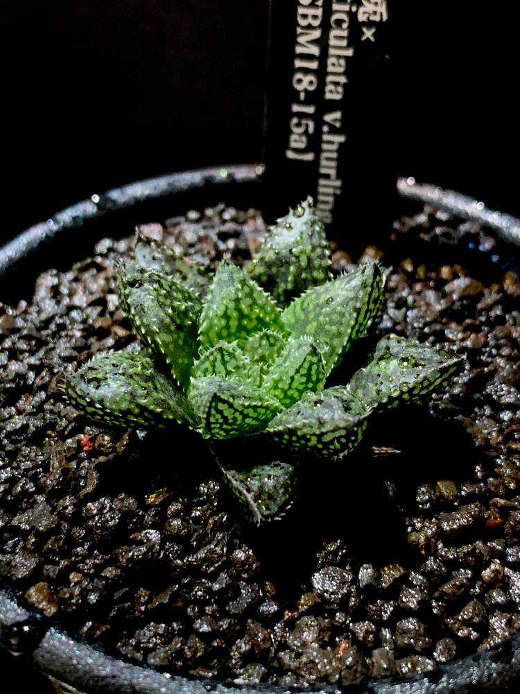 オリジナルハオルチアの実生と成長記録🌱｜🍀GreenSnap（グリーン