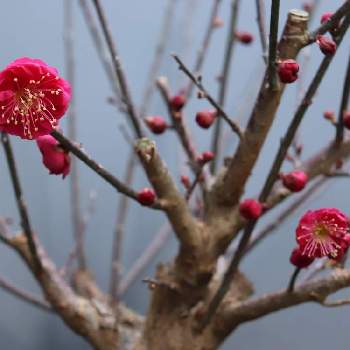 冬に咲く花フォトコンテストの投稿画像一覧 Greensnap グリーンスナップ