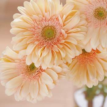 1輪の花贈りの投稿画像一覧 Greensnap グリーンスナップ