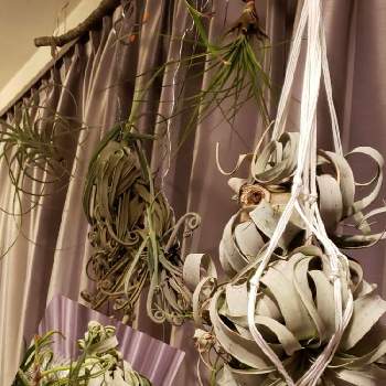 チランジア カプトメドゥーサエの花の投稿画像一覧 Greensnap グリーンスナップ