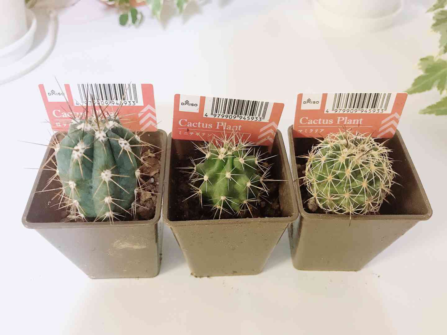 サボテン農家ページです。 中止】【春日井・園芸】サボテン・多肉植物の楽園！触れて知って持ち帰