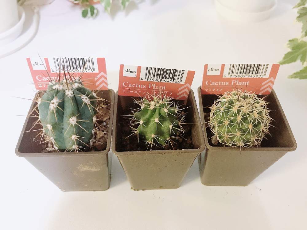 はじめてのサボテン水耕栽培 Greensnap グリーンスナップ