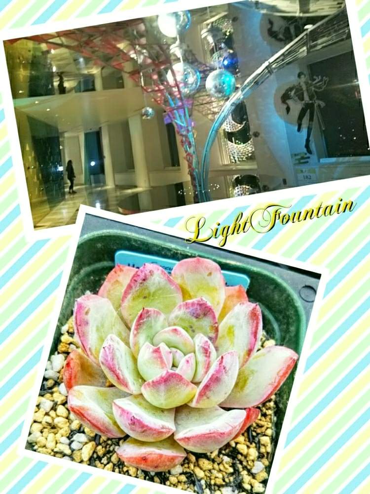 ライトファウンテンの投稿画像 By 南の風さん シマムラ園芸と花彩の日と花彩追っかけクラブとエケベリア属と紅葉多肉と花彩hanasaiと花彩苗と毎月8日は花彩の日と多肉植物 エケベリアと池袋シリーズと南のコラボシリーズ 月1月8日 Greensnap グリーンスナップ
