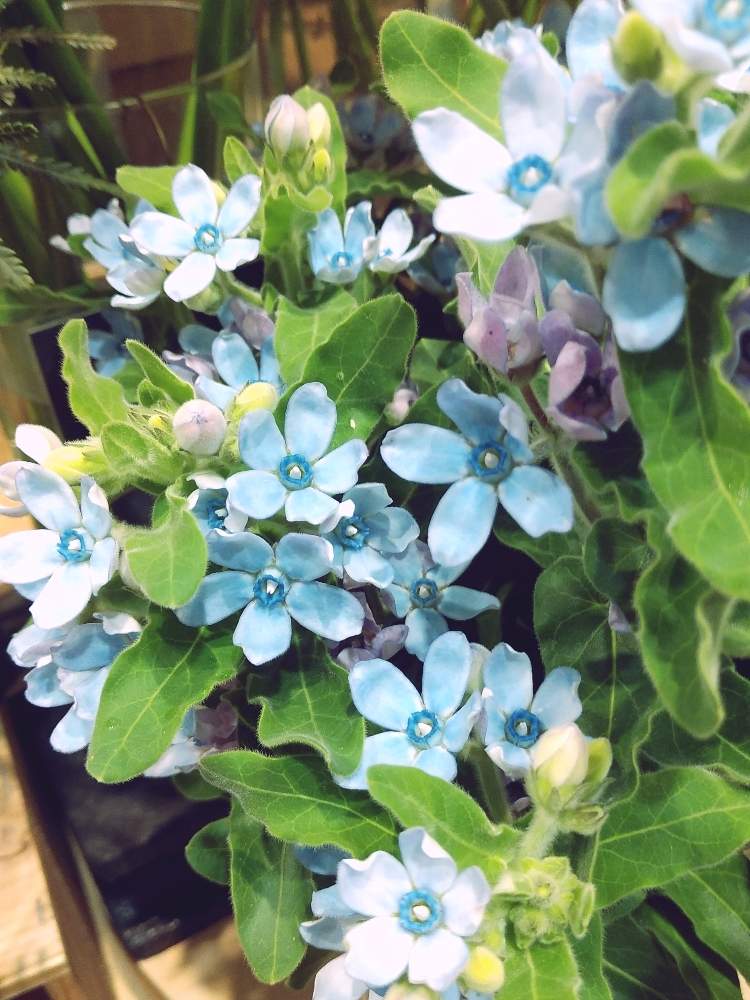 ブルースターの投稿画像 By ゆうこ さん 好きな花と冬に咲く花フォトコンと今日のお花 と会えて幸せと花屋さんと花のある暮らしとブルーのお星様 月1月9日 Greensnap グリーンスナップ