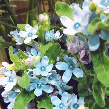 会えて幸せの画像 by ☆ゆうこ☆さん | お出かけ先とブルースターと好きな花と冬に咲く花フォトコンと今日のお花♡と会えて幸せと花屋さんと花のある暮らしとブルーのお星様