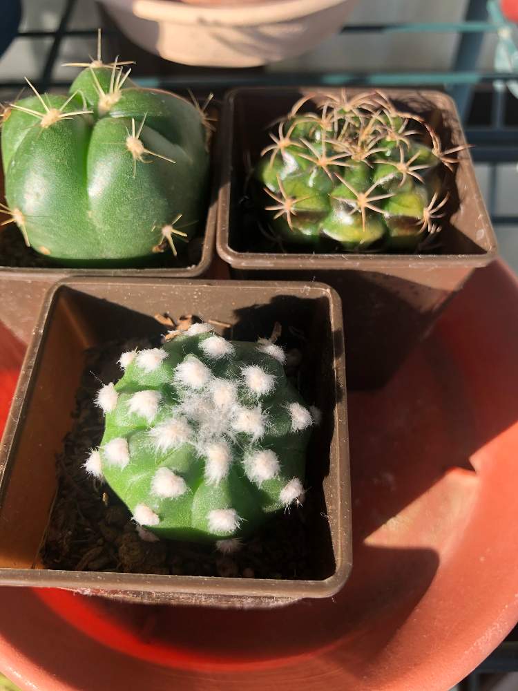 100均サボテンの投稿画像 By 早優さん 霊蛇丸と王冠短毛丸 とペンタカンサ 月1月9日 Greensnap グリーンスナップ