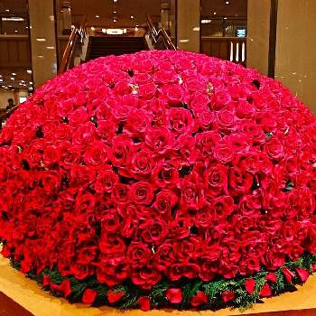 和薔薇,おへやで育てるばら,和バラファン,和薔薇倶楽部,和バラ　そよの画像