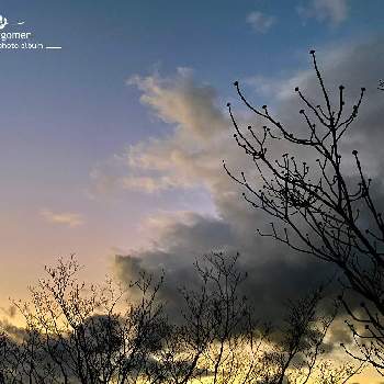 自然観察日記の画像 by tamagomen. nara.1964さん | 植物観察日記とiPhone11ProMaxとところにより曇りと自然観察日記と奈良県奈良市と花水木と雲と気温8℃