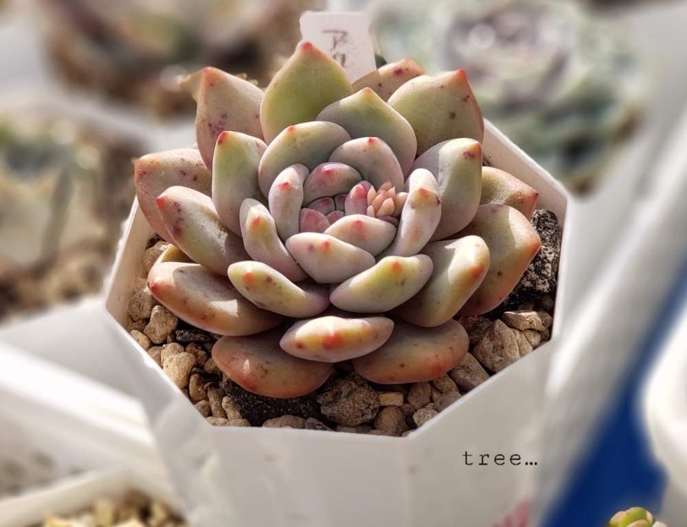 アリエルの投稿画像 By Tree さん 花芽と多肉植物と多肉植物の観察と多肉紅葉と多肉植物が好きな人と繋がりたいと多肉植物のある暮らしと多肉女子とsucculent 月1月9日 Greensnap グリーンスナップ