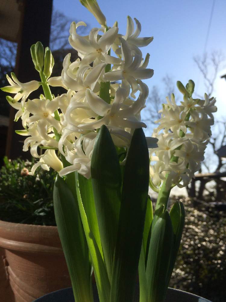 ヒヤシンス 白の投稿画像 By こなつさん 育てる楽しみとかわいい と白花が好きと花のある暮らしと球根植物といい香り と白い植物フォトコン 月1月9日 Greensnap グリーンスナップ