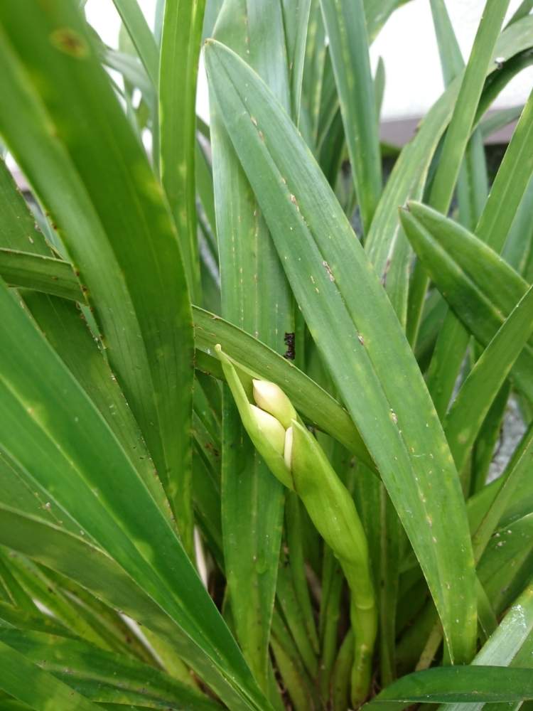 シンビジウムの投稿画像 By 京さん 枯れないでねと大事にと愛らしいとありがとうとキレイと花のある暮らしと幸せな時間 月1月9日 Greensnap グリーンスナップ