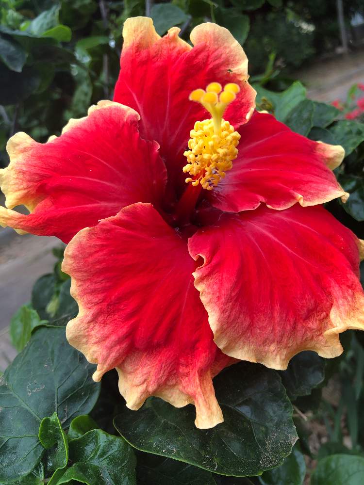 花かず22さんの投稿画像 月1月9日 Greensnap グリーンスナップ