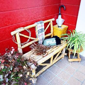 杉ぼっくりの投稿画像一覧 Greensnap グリーンスナップ