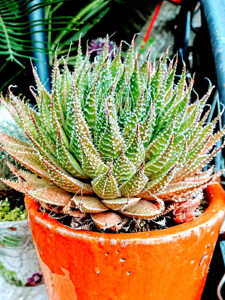 多肉植物の投稿画像 By Monchanさん 多肉男子とアロエ科と神奈川タニラーとアロエ属と多肉植物とサボテンとタニラーと窓側とgreen Up とキモカワ系 月1月9日 Greensnap グリーンスナップ