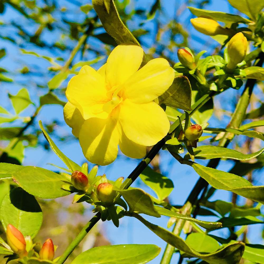 オウバイの投稿画像 By 午後の庭さん 冬に咲く花フォトコンと黄色い花と心和むひと時を と花のある暮らしとミステリアスガーデン 月1月9日 Greensnap グリーンスナップ