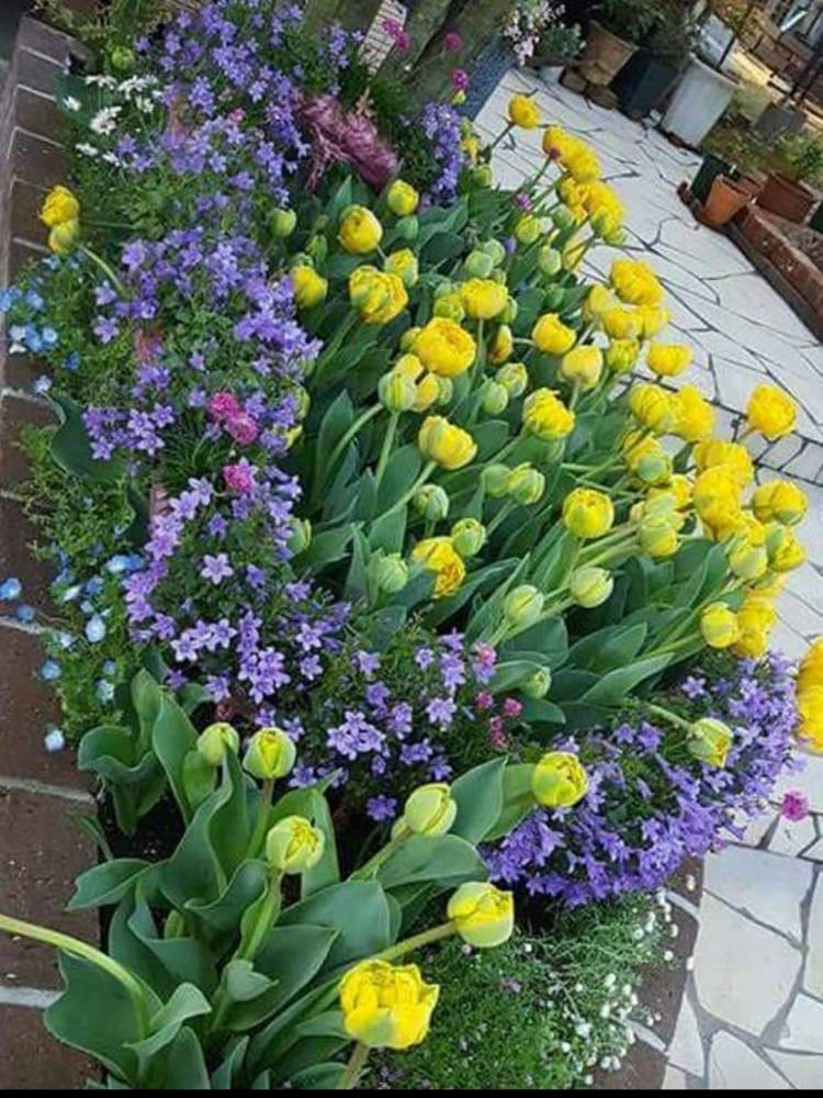 チューリップの投稿画像 By とっしーさん 岐阜県と我が家の花壇と春の花壇と花のある暮らし 月1月9日 Greensnap グリーンスナップ