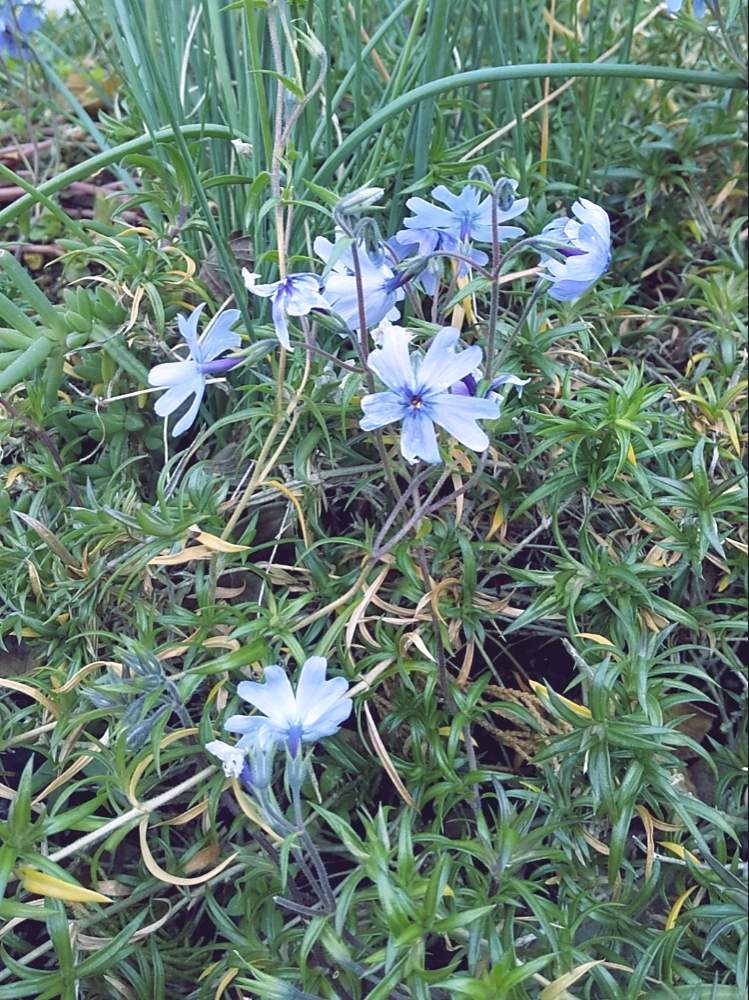 芝桜の投稿画像 By 習志野花音 さん 芝桜 青と花のある暮らしと冬に咲く花フォトコン 月1月10日 Greensnap グリーンスナップ