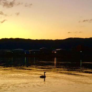コハクチョウの画像 by 日曜大工さん | お出かけ先と諏訪湖と湖のある風景と山のある風景と夕暮れとコハクチョウ