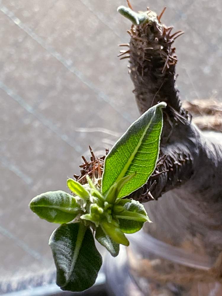 パキポディウム グラキリスの投稿画像 By ピャン太さん 花芽と切るか咲かすかとパキポディウム属とグラキリス2号と パキポディウム グラキリスと グラキリス発根管理と花のある暮らしと発根管理記録と発根管理 月1月10日 Greensnap グリーンスナップ