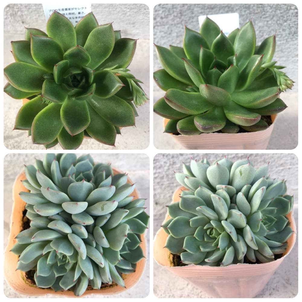 多肉植物初心者の投稿画像 By なおなお624さん 白ネコと多肉女子と茶トラ ネコと花のある暮らしと多肉植物あれこれとひとり農業と100均 鉢 月1月10日 Greensnap グリーンスナップ
