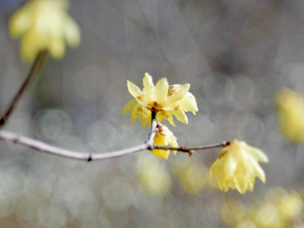 玉ボケ倶楽部の投稿画像 By Ronさん オールドレンズとleica Tl2とzeiss Tessarと5cm 2 8と四季の森公園 2020月1月10日 Greensnap グリーンスナップ