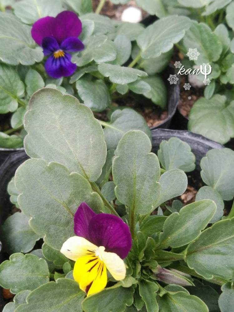 パンジー ビオラの投稿画像 By Kancyanpsさん 季節の花とビオラの季節とたねからの幸せと癒やしの花 月1月10日 Greensnap グリーンスナップ