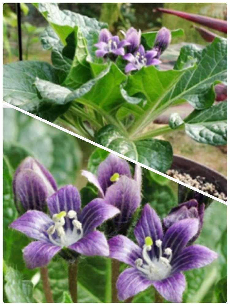 マンドレイク 別名マンドラゴラ の投稿画像 By つきさん 紫の花とかわいい 月1月10日 Greensnap グリーンスナップ