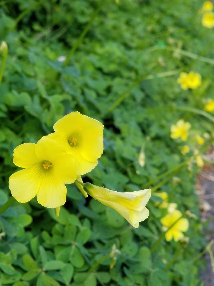 ロイヤリティフリーオオ キバナ カタバミ 最高の花の画像