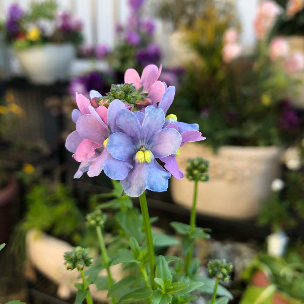 美しい花の画像 新鮮なネメシア 花