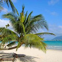 ヤシの木,うみ♪,鮮やか ,元気色,華やかの画像