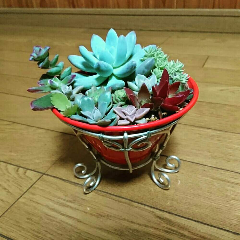 手作りの投稿画像 By ロゼットさん 多肉植物初心者と多肉中毒と多肉植物と多肉男子ときもかわと手作り雑貨とハンドメイドイベントと多肉植物寄せ植えと赤い 多肉とワイヤークラフトと多肉女子と茨城タニラーと紅葉多肉とハンドメイドとかわいい 月1月10日