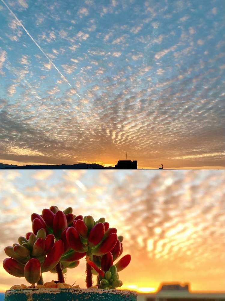 夕焼け空の投稿画像 By ショーンさん Htcと花の15年組とチーム福岡とバルコニー ベランダと夕焼け空とhtcと花の15年組とチーム福岡 月1月10日 Greensnap グリーンスナップ Greensnap グリーンスナップ