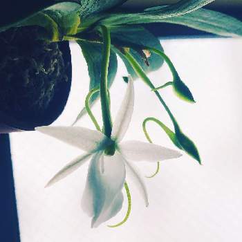 Angraecum の投稿画像一覧 Greensnap グリーンスナップ