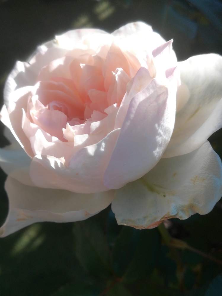 バラ クロッシェの投稿画像 By るるさん ばら バラ 薔薇と薔薇に魅せられてと綺麗と癒やしの時間と可愛いとガーデニングと花のある暮らしと薔薇 とバラ ミニバラ 月1月11日 Greensnap グリーンスナップ