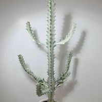 ユーフォルビア属,ユーフォルビア・ラクテア,ユーフォルビア ホワイトゴースト,多肉植物,観葉植物の画像